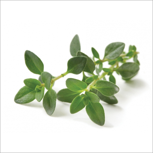 Thyme Oil Age Group: Adults