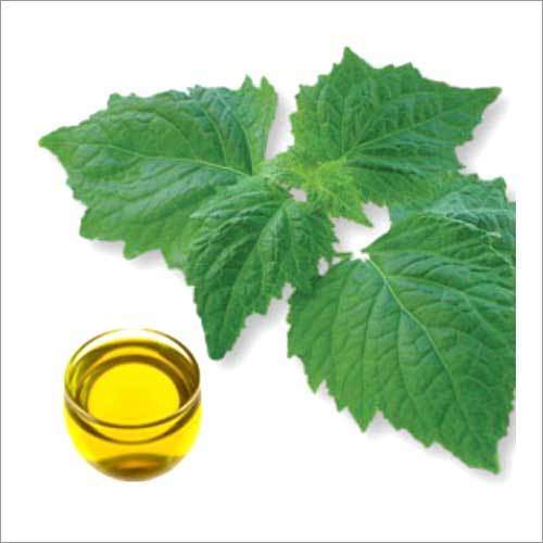 Cananga Oil - 98% Pure Essential Oil | Floral Aroma, Therapeutic For Stress Relief, Skin Healing, Aromatherapy Use, 2-year Shelf Life, Room Temperature Storage