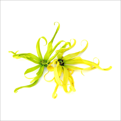 Cananga Oil - 98% Pure Essential Oil | Floral Aroma, Therapeutic For Stress Relief, Skin Healing, Aromatherapy Use, 2-year Shelf Life, Room Temperature Storage