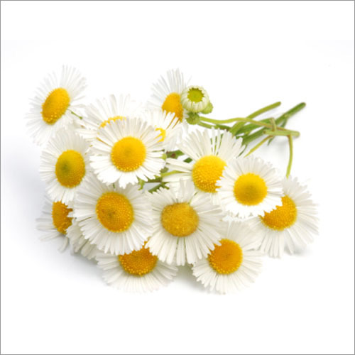 Chamomile Oil Purity: 98%