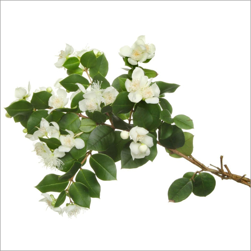 Myrtle Essential Oil - 98% Purity, Harmonizing Aromatic Experience For Emotional Cleansing And Skin Care