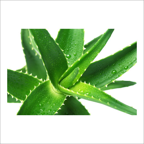 Aloe Vera Oil Age Group: Adults