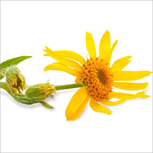 Arnica Oil Age Group: Adults