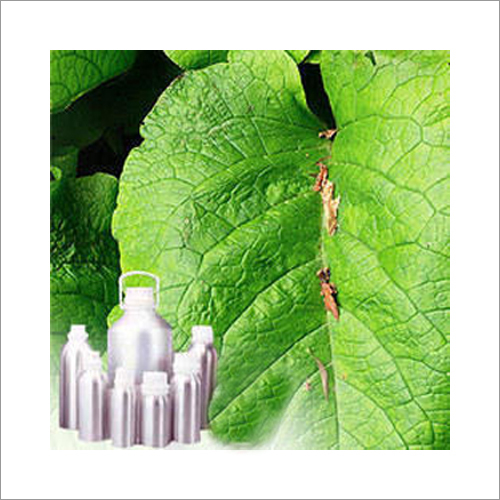 White Lilly Oil