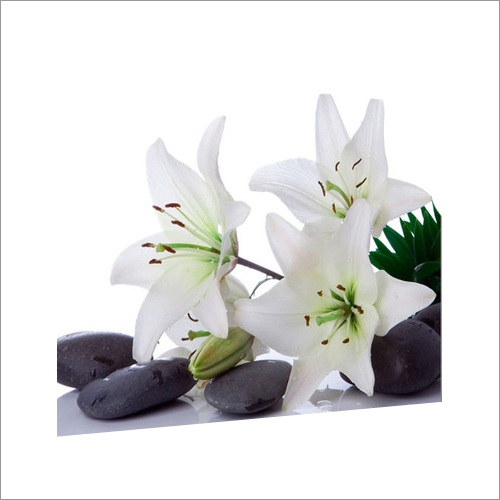 White Lilly Oil