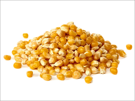 Maize Grain