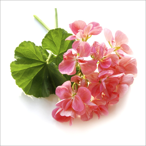 Geranium Oil Age Group: Adults