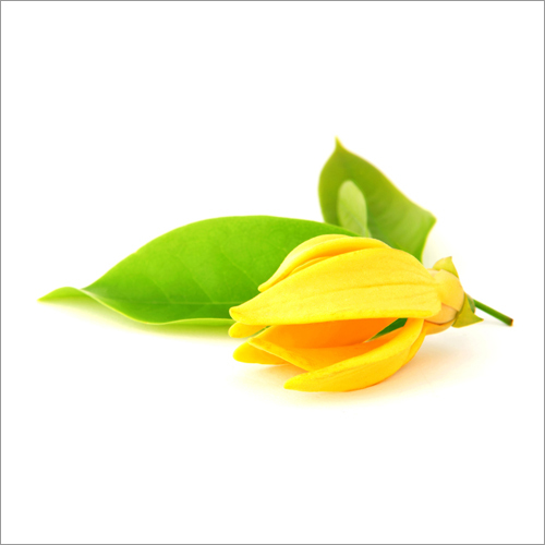 Ylang Ylang Oil Age Group: Adults