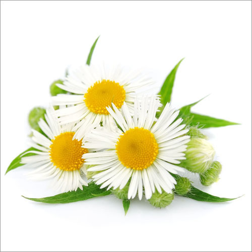 Chamomile German Hydrosol Age Group: Adults