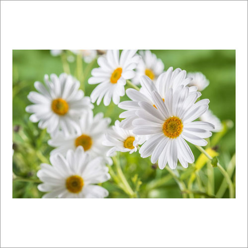 Chamomile German Hydrosol Age Group: Adults