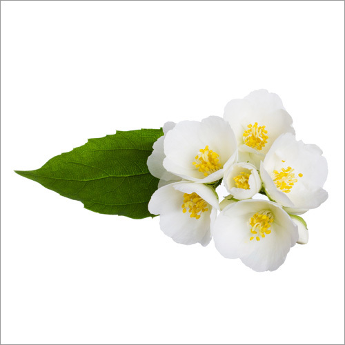 Jasmine Hydrosol Age Group: Adults