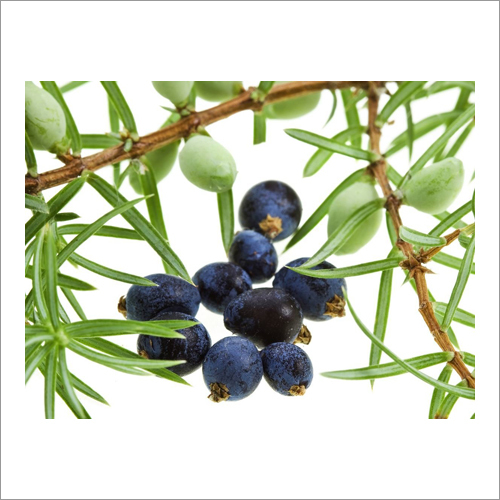 Juniper Berry Hydrosol Age Group: Adults