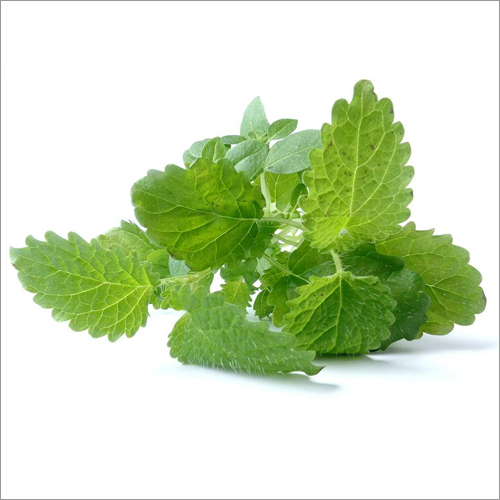 Melissa Oil Age Group: Adults