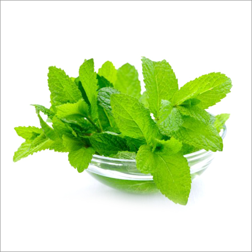 Melissa Oil Age Group: Adults