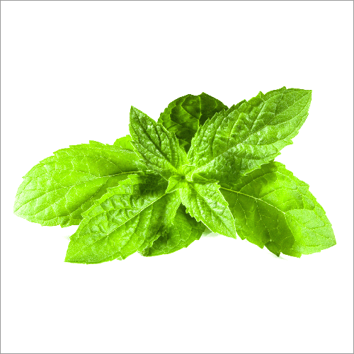 Mentha Oil Purity: 98%