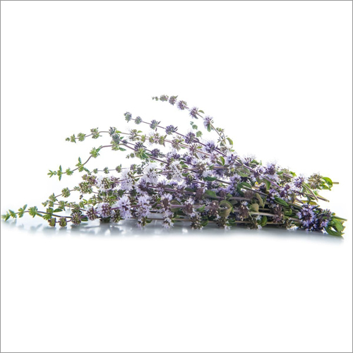 Pennyroyal Oil Purity: 98%