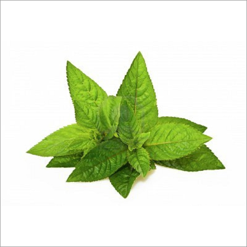 Rectified Peppermint Oil Age Group: Adults