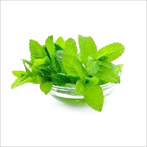 Rectified Peppermint Oil Age Group: Adults
