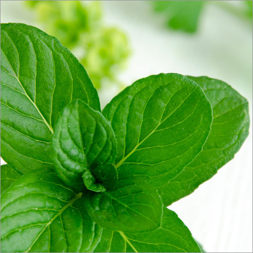 Spearmint Oil Age Group: Adults