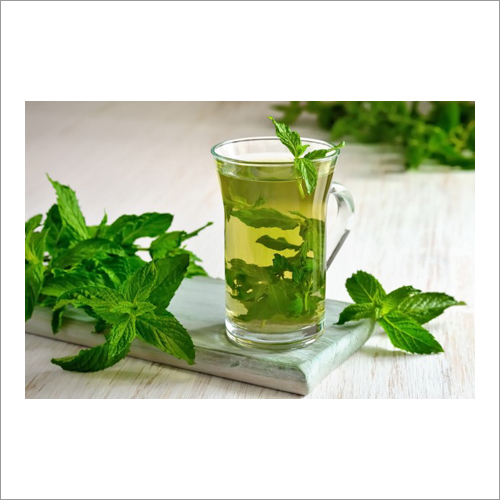 Basil Oil - 99% Pure Extract From Premium Basil Leaves | Supports Digestion, Skin Nourishment, And Relieves Respiratory Issues