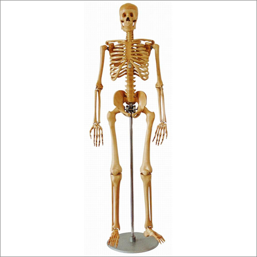 आर्टिक्यूलेटेड ह्यूमन स्केलेटन