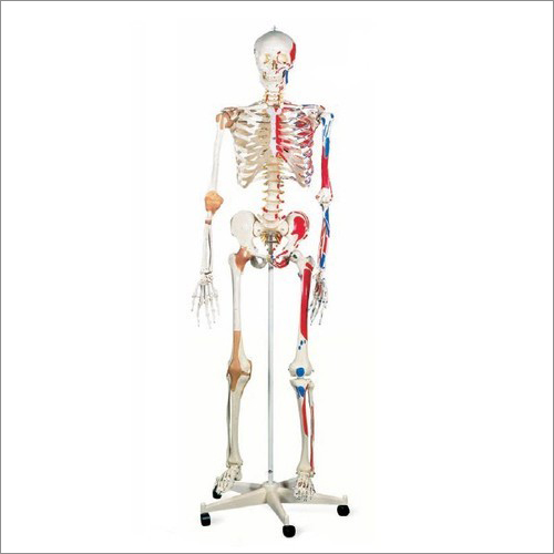 नर्व्स मानव कंकाल