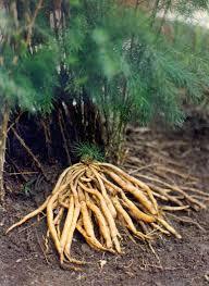 Shatavari Root Shelf Life: 12 Months