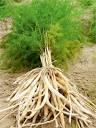 Shatavari Root Shelf Life: 12 Months