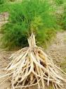 शतावरी (Asparagus recemosus)