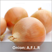 Onion Seeds