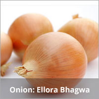 Onion Sowing Seeds