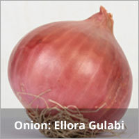 Light Red Onion Seeds