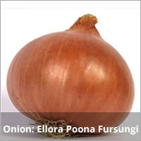 Onion Ellora Poona Seeds