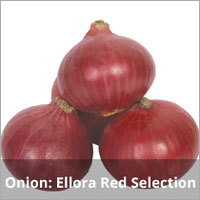 Onion Ellora Red Seeds