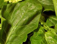 ताजा पालक