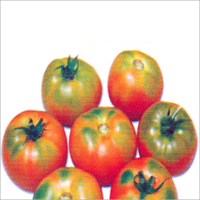 Tomato Hybrid Seeds