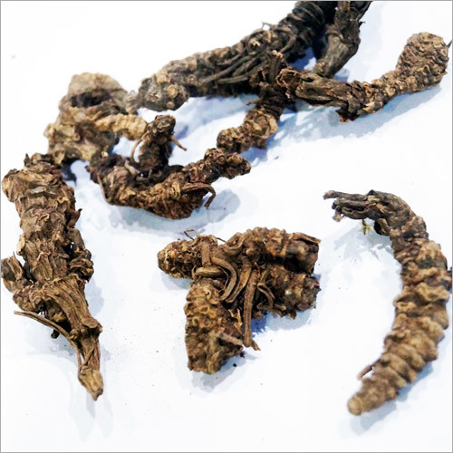 वालेरियन जड़