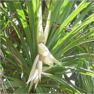 केवड़ा जल सुगंधित यौगिक