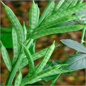 ग्वार गम केस नंबर: 9000-30-0.