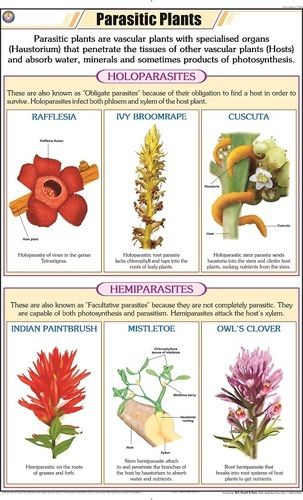 परजीवी पौधों का चार्ट