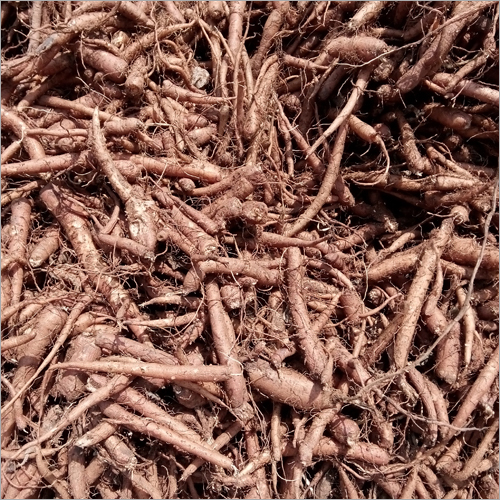 कोलियस फोर्स्कोहली रूट्स