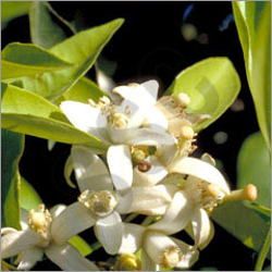 Petit Grain Oil