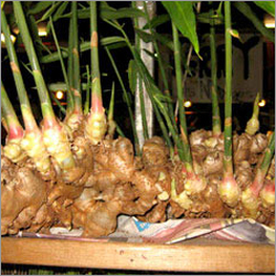 Ginger Oleo Oil