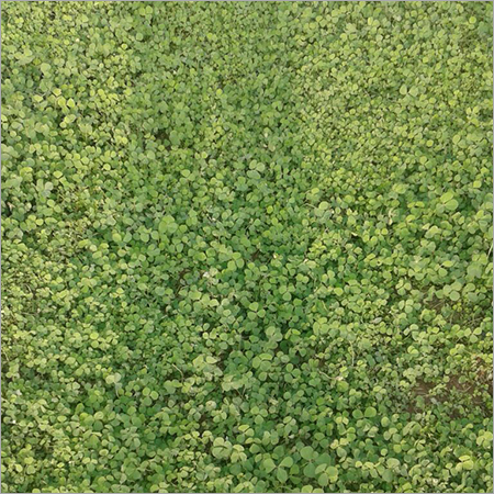 कसुरी मेथी