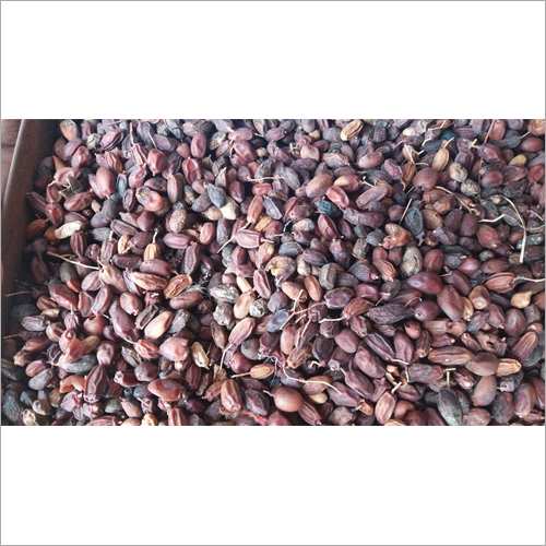 सूखे नीम फल