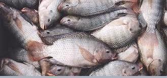 Tilapla Fish