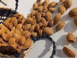कड़वा खुबानी गिरी