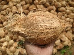 Mature Coconut