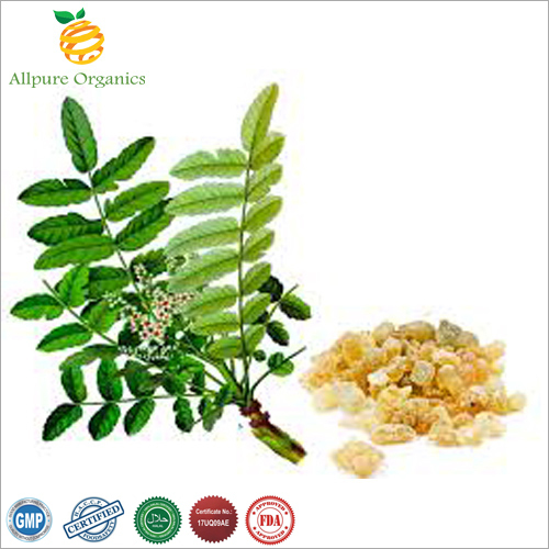 Boswellia Extract Powder