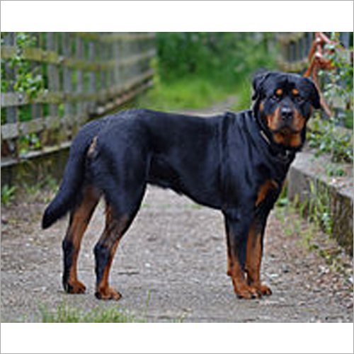 Rottweiler Dog